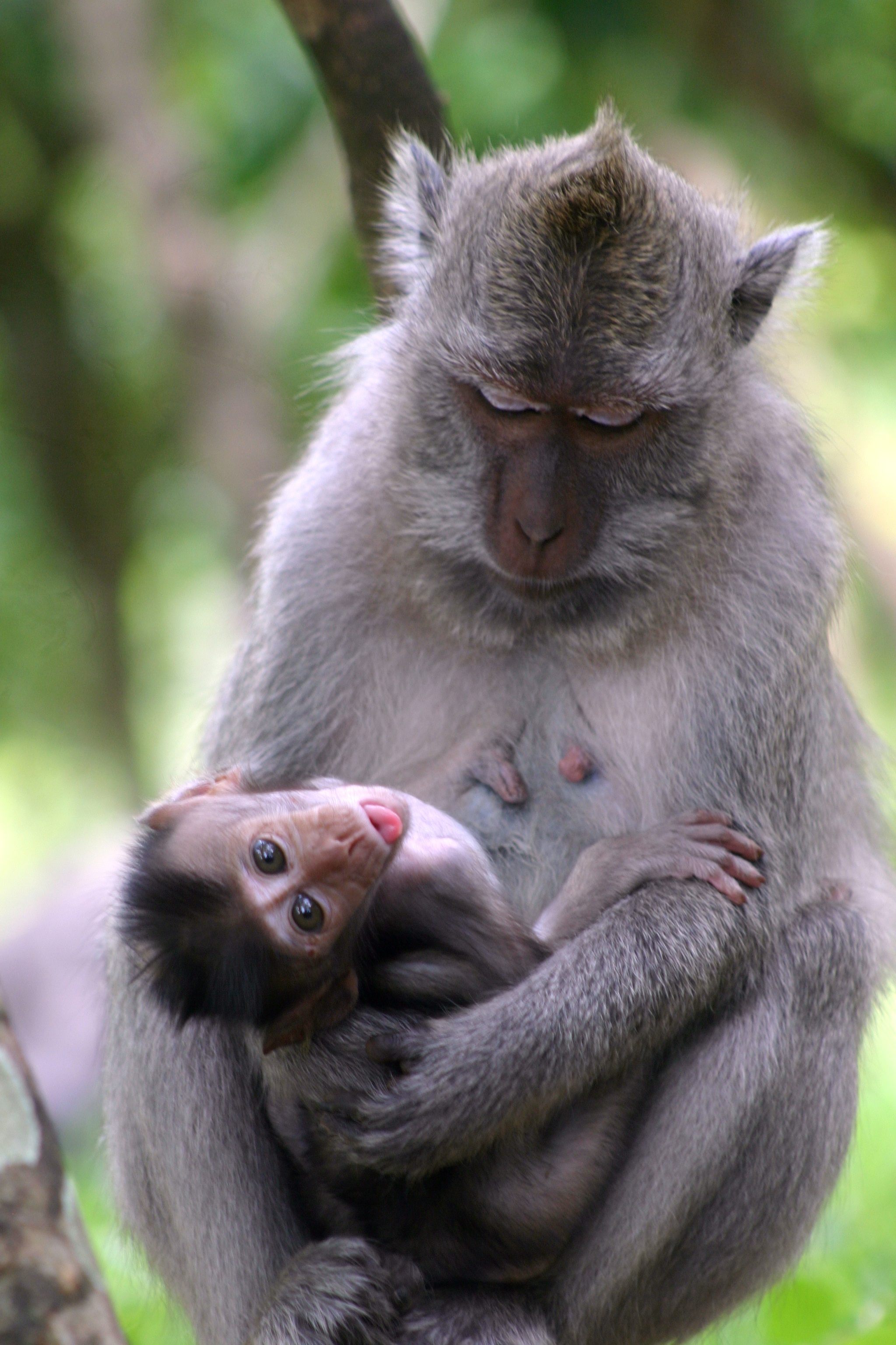Monkey Biz Bali